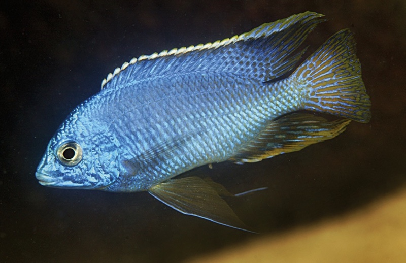 Protomelas taeniolatus 'Thumbi West Island'